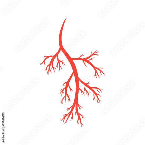 humans arteries and veins