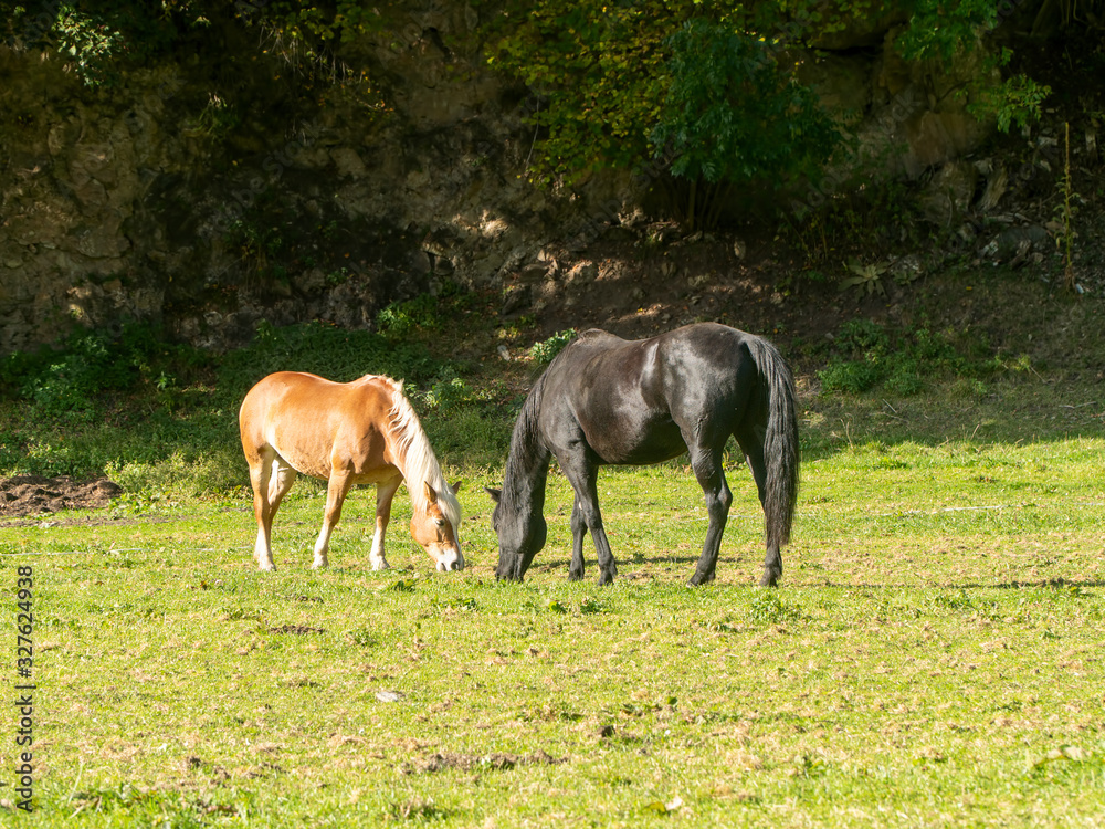 A brown horse and a black horse grazing in a mountain meadow A brown horse and a black horse grazing in a mountain meadow
