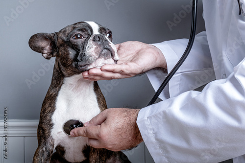 Veterinary doctor examing heart of dog boston terrier with stethoscope