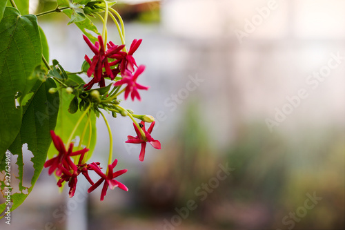 A close up of a red flower in the garden