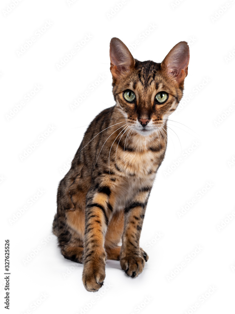 Cute F6 Savannah cat sitting up straight facing front. Looking at camera with green eyes and  one paw lifted.. Isolated on white background.