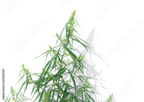 Plant of marijuana medical isolate on white background