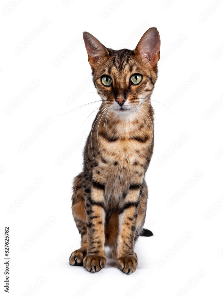 Cute F6 Savannah cat sitting up straight facing front. Looking at camera with green eyes and cute head tilt. Isolated on white background.