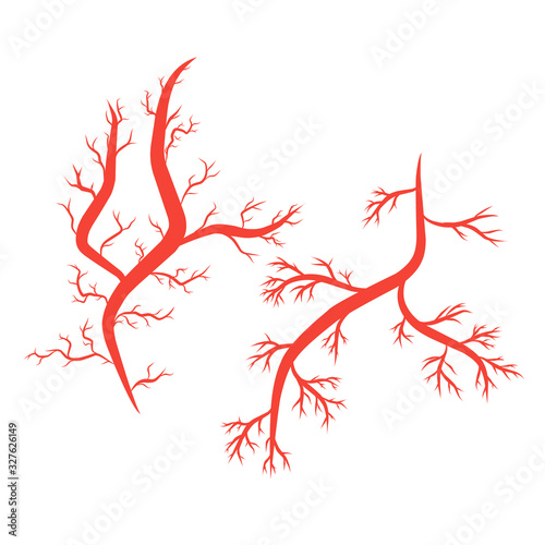 humans arteries and veins