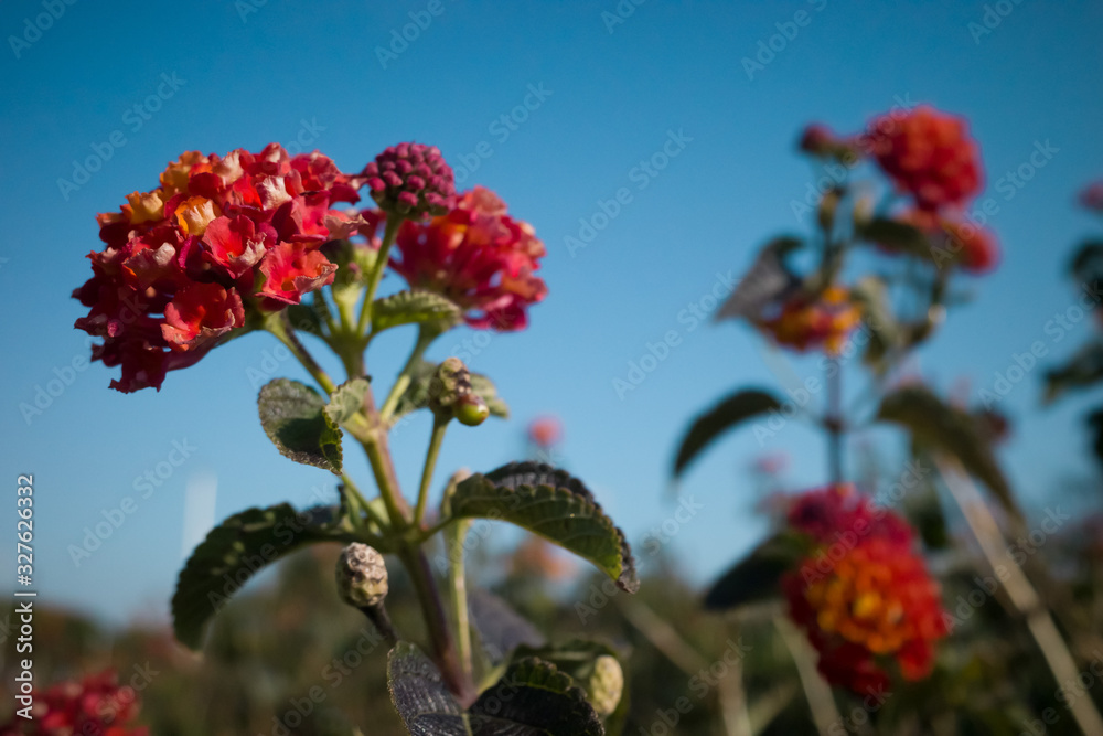 Red wild flowers background in horizontal view
