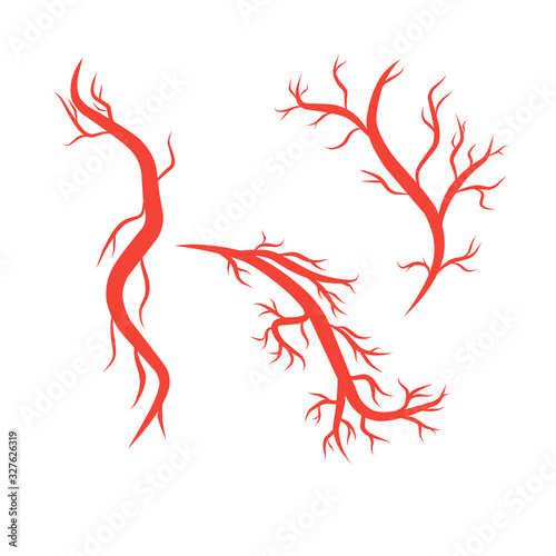 humans arteries and veins