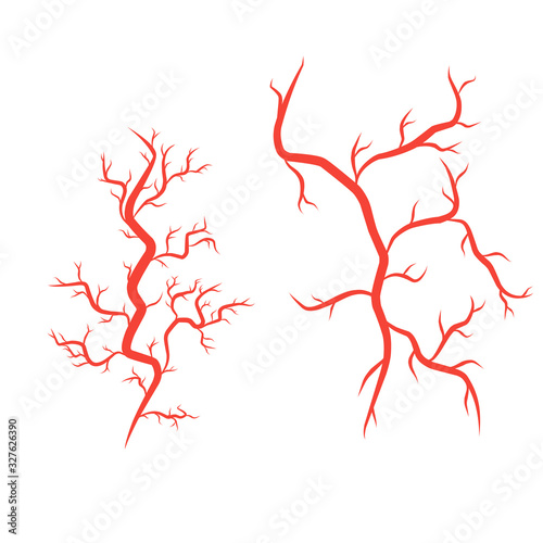 humans arteries and veins