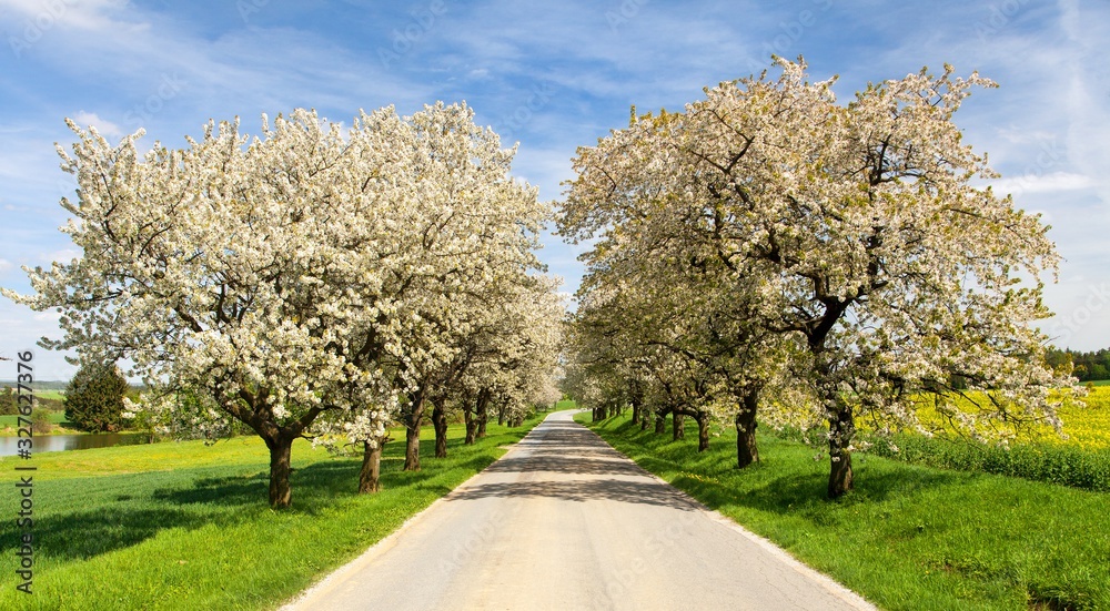 road and alley of flowering cherry trees road and alley of flowering cherry trees