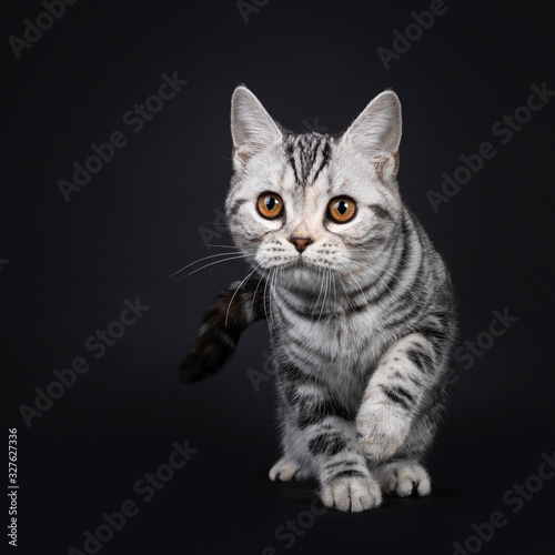 Cute silver tortie American Shorthair cat kitten, moving / walking towards viewer. Looking at camera with orange eyes, one paw playful in air. Isolated on black background.