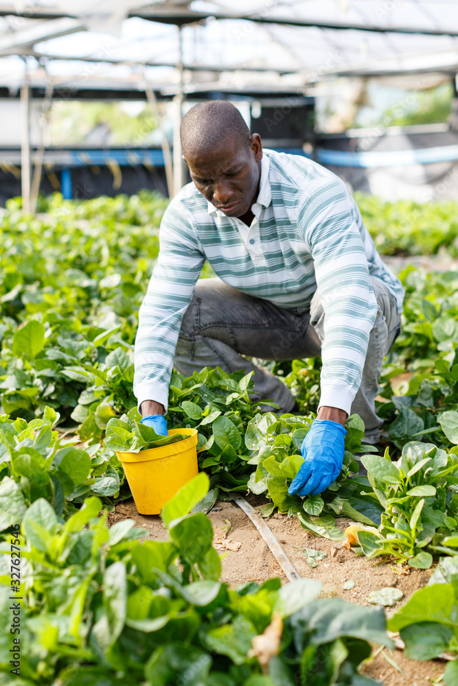 Fototapeta premium Farmer controlling process of growing of Malabar spinach