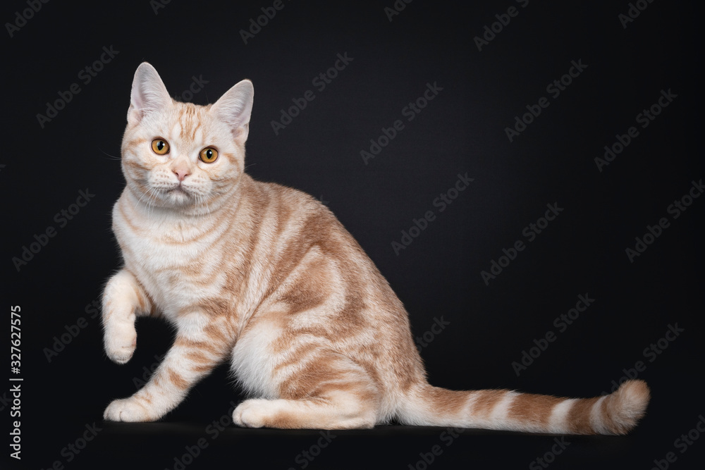 Handsome silver creme tabby American Shorthair cat kitten, sitting side ways. Looking towards camera with orange eyes. One paw playful in air. Isolated on black background.