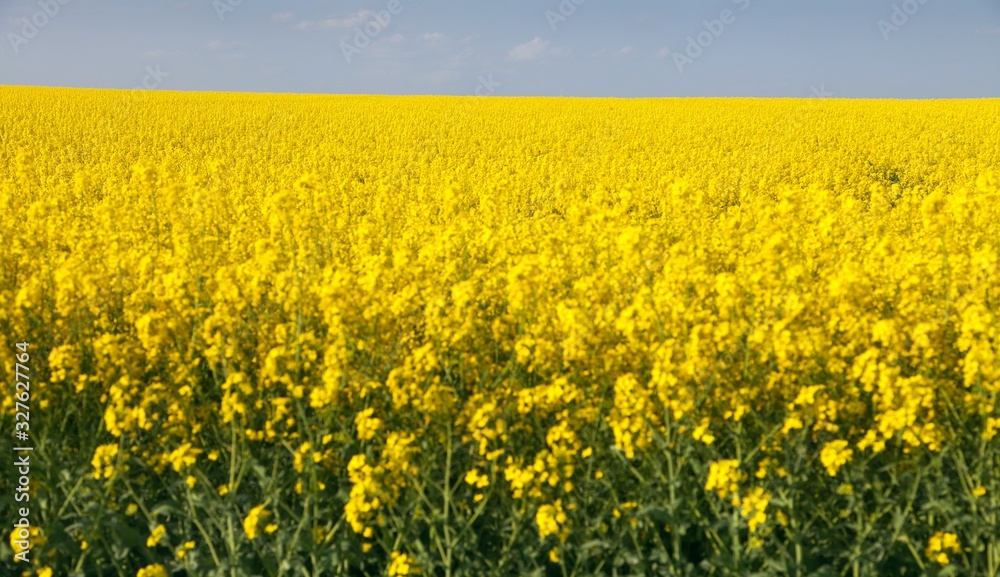 Rapeseed, canola or colza field in Latin Brassica Napus