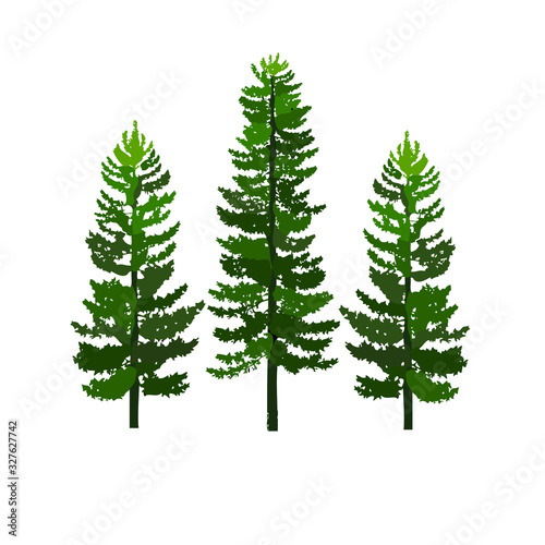 green pines tree isolated on white background vector