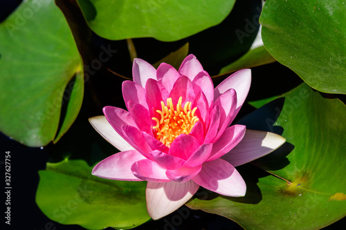 Close up of one delicate pink water lily flowers (Nymphaeaceae) in full bloom on a water surface in a summer garden, beautiful outdoor floral background photographed with soft focus