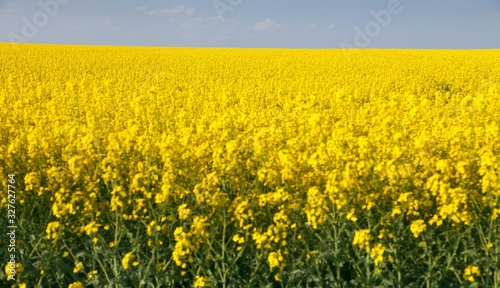 Rapeseed  canola or colza field in Latin Brassica Napus