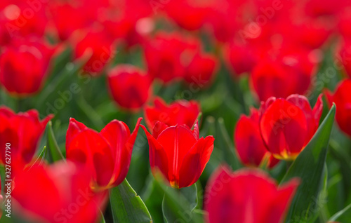 Red blossom tulips background for spring or summer holidays