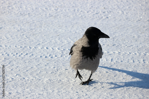 Grey crow walks in the snow