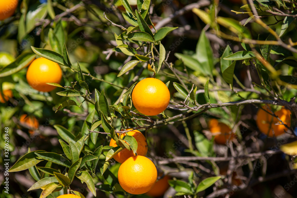 Delicious oranges hangs on an orange tree