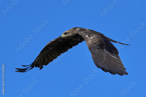 Black kite  Milvus migrans  with blue skies in the background