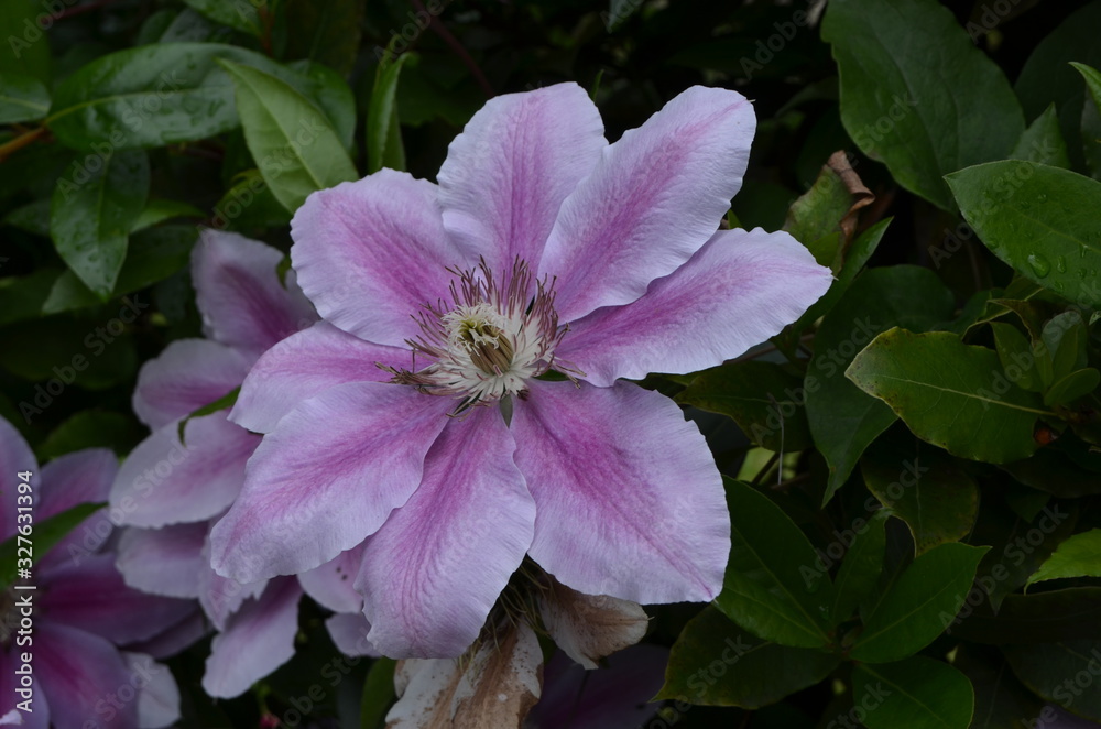 Close up of one delicate light pink clematis flowers and green leaves in a sunny spring garden, beautiful outdoor floral background Close up of one delicate light pink clematis flowers and green leaves in a sunny spring garden, beautiful outdoor floral background