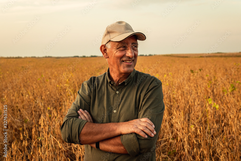 Portrait of senior farmer standing in soybean field examining crop at sunset. - obrazy, fototapety, plakaty 