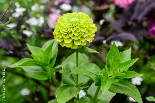 Fotografi Close up of one beautiful large green zinnia flower in full bloom on blurred gre