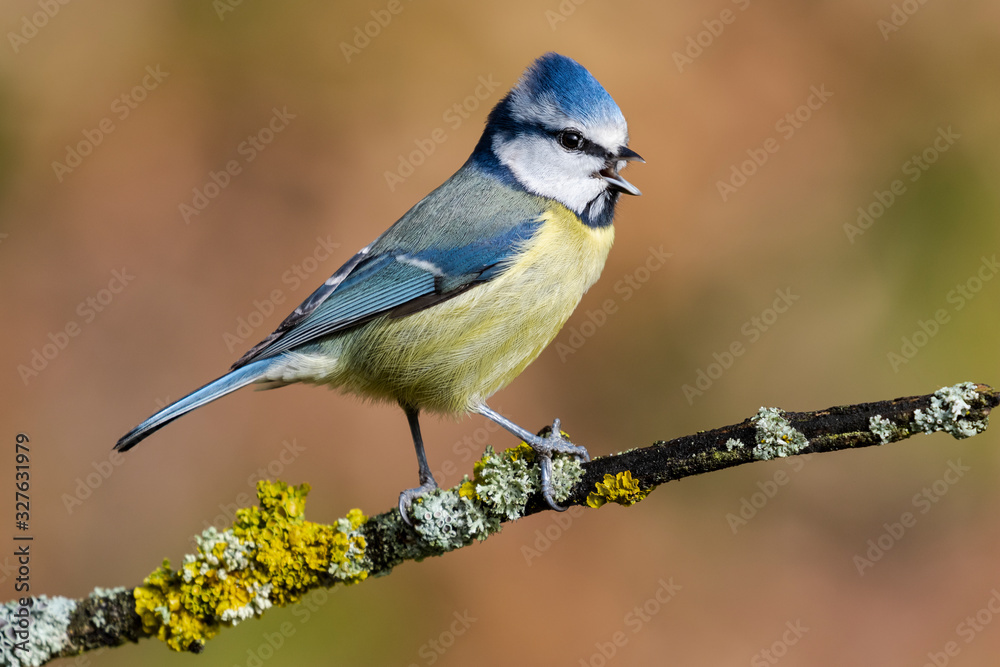 Cyanistes caeruleus (Eurasian Great Tit) singing perched on a branch