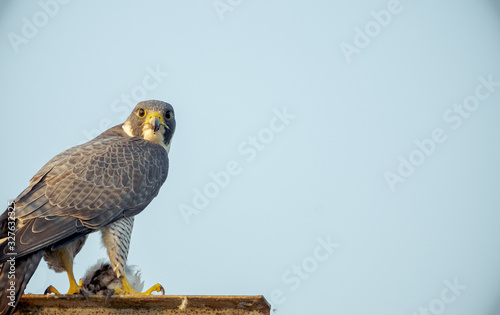 Peregrine Falcon perched on ground feeding on a bird, Wildlife scene from nature