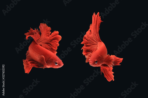 Thai fighting fish species have two movements.