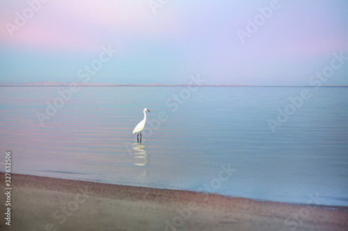 white heron -beautiful bird standing on the beach at the blue-pink sunset, selective focus, reflections. Fantastic terrific dreamlike romantic landscape. Paradise concept - ideal beach exotic vacation