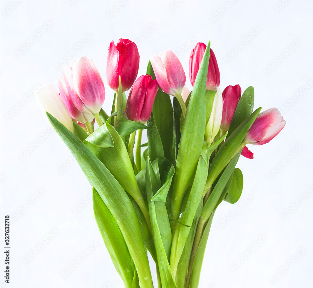 Bunch of purple and pink tulips isolated on white background Bunch of purple and pink tulips isolated on white background