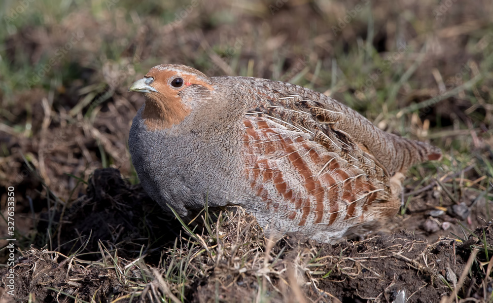 Fototapeta premium Grey Partridge in the Grass