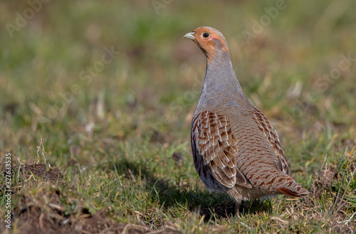 Grey Partridge in the Grass