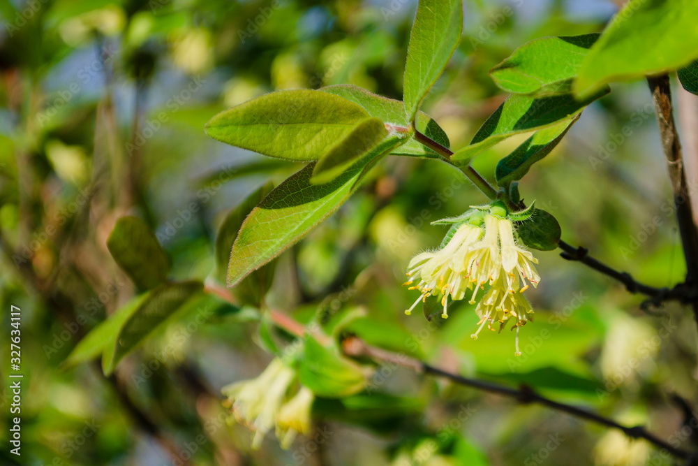flowering honeysuckle edible in the country in the spring flowering honeysuckle edible in the country in the spring