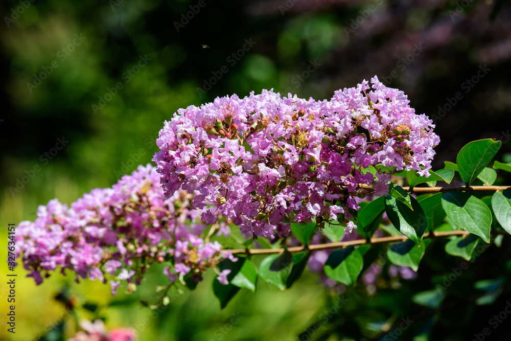 Close up of small vivid pink flowers of Lagerstroemia plant, commonly known as crape myrtle on three branches in a sunny summer day in Scotland, beautiful outdoor floral background Close up of small vivid pink flowers of Lagerstroemia plant, commonly known as crape myrtle on three branches in a sunny summer day in Scotland, beautiful outdoor floral background