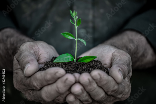Senior man holding young olive tree in hands