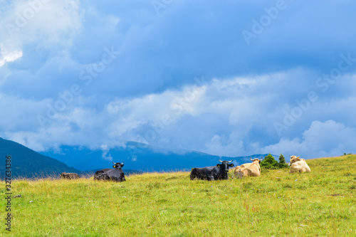 Cows grazing on the high plateau near Transalpina road. This is one of the most beautiful alpine routes in Romania and the highest mountain asphalt road in Romania and the Carpathians mountains.