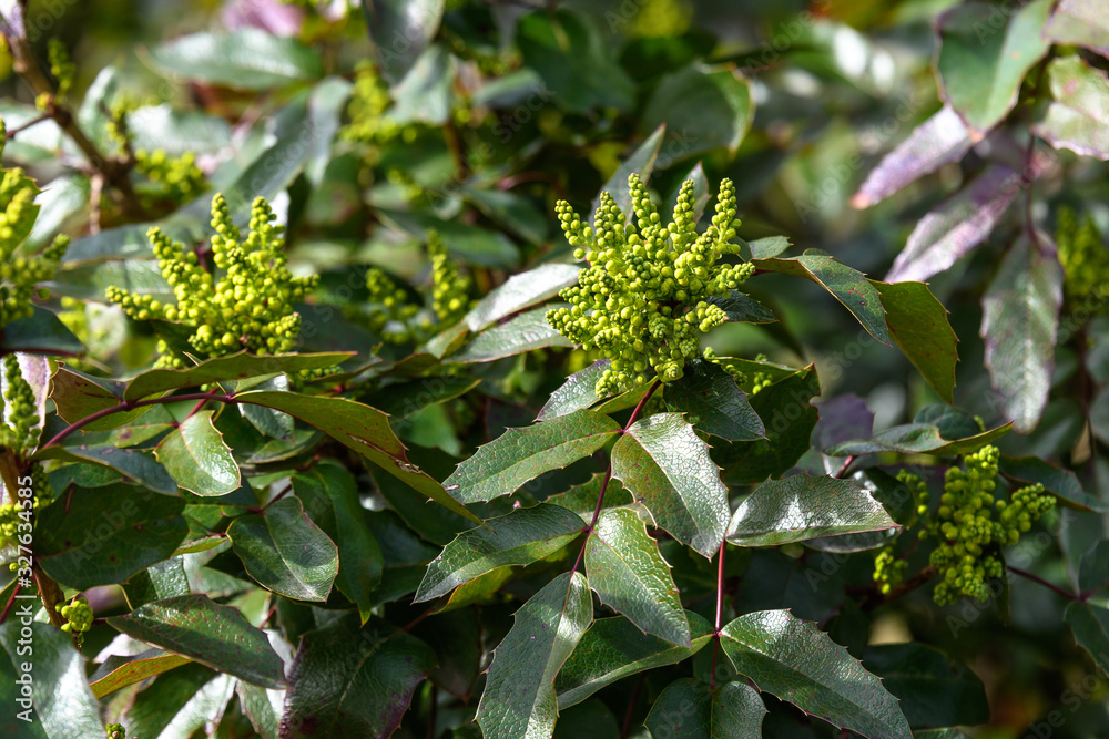 Many small yellow blooms and flowers of Mahonia aquifolium and green leaves on shrubs, in a garden in a sunny spring day, beautiful outdoor floral background photographed with soft focus Many small yellow blooms and flowers of Mahonia aquifolium and green leaves on shrubs, in a garden in a sunny spring day, beautiful outdoor floral background photographed with soft focus