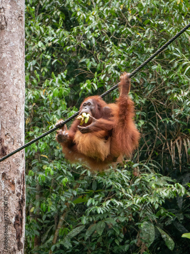 orangutans in semenggoh wildlife centre borneo malaysia forest monkey photo