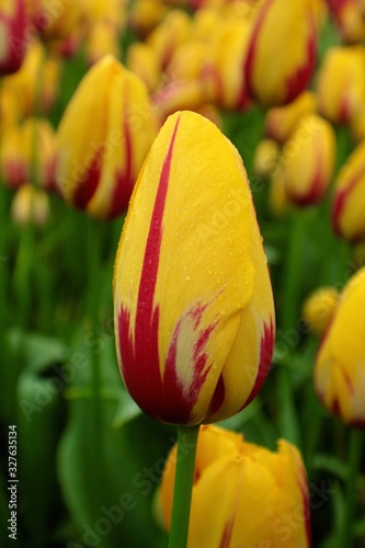 Yellow tulips