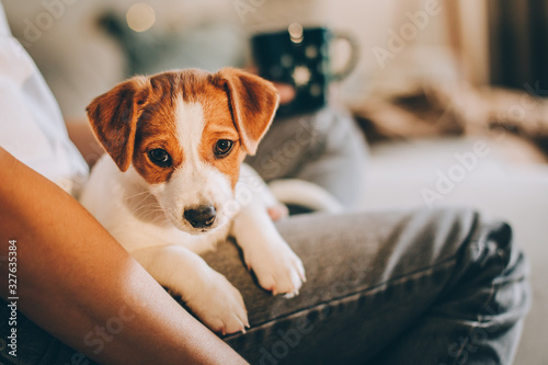 Adorable puppy Jack Russell Terrier in the owner's hands.