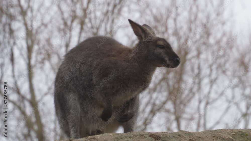Funny Kangaroo chewing food while is standing in a hill, looking around in a vigilant way. Funny Kangaroo chewing food while is standing in a hill, looking around in a vigilant way.