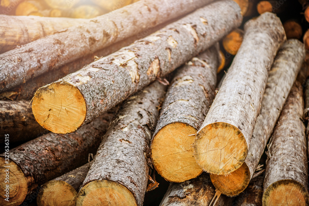 Forest pine and spruce trees. Log trunks pile, the logging timber wood industry. Forest pine and spruce trees. Log trunks pile, the logging timber wood industry.