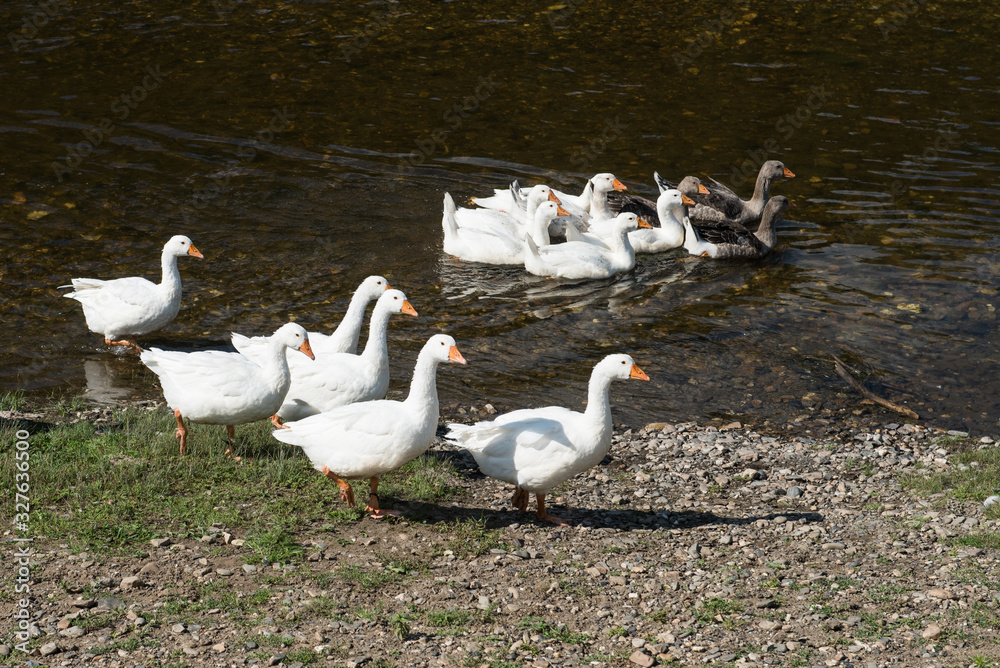 Flock of rural geese near water Flock of rural geese near water