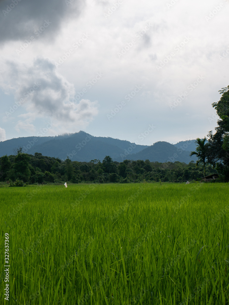 Rice fields in Borneo, Malaysia Rice fields in Borneo, Malaysia