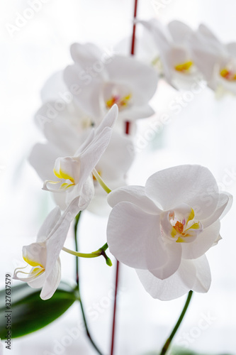 Fototapeta Naklejka Na Ścianę i Meble -  White orchids on the windowsill, indoor plant close-up