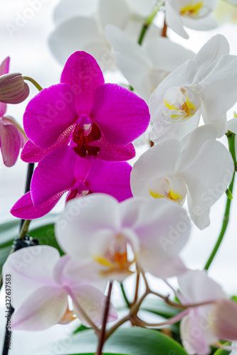 Blooming orchids close-up.