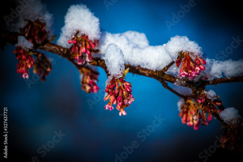 branch of a flowering tree covered with snow in Norway