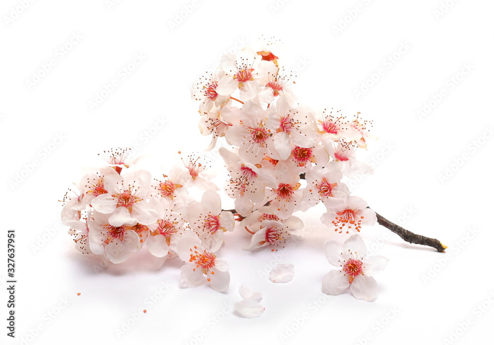 Fototapeta premium Blooming spring flowers isolated on white background, with clipping path