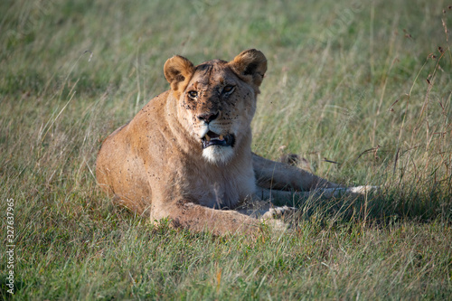 close up of lioness sitting tentatively in the Masai Mara